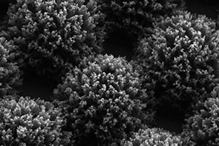 崇左崇左蔡司显微镜